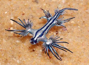 Blue Dragon Nudibranch
