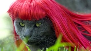 Kitty-Cat-Wig-Designs