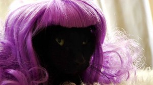 Kitty-Cat-Wig-Designs