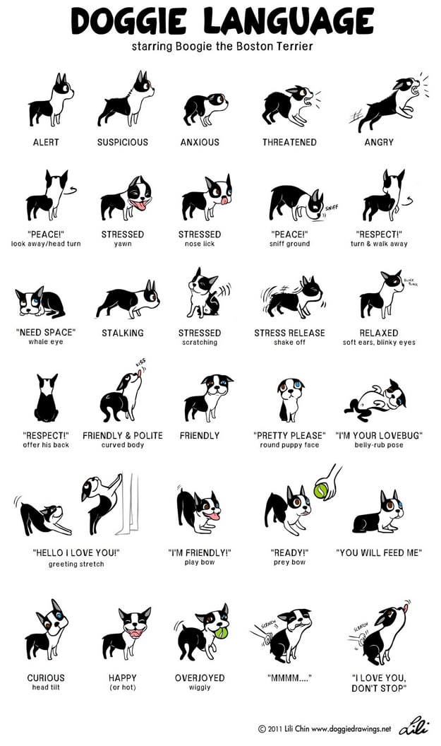 How To: Understand Your Dog’s Body Language