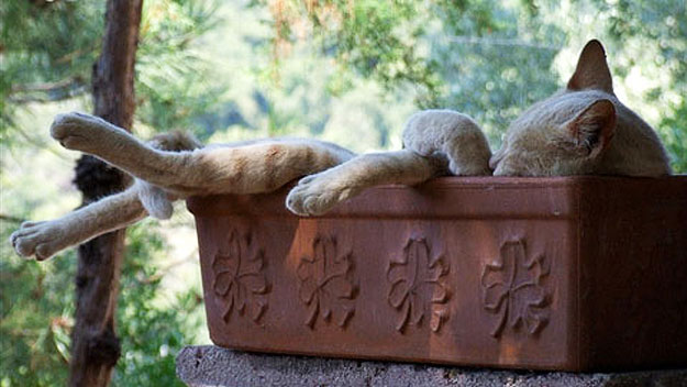 One Mom Geek’s Desire To Take A Caturday Nap