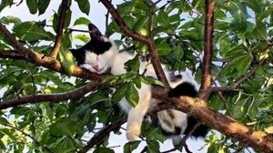 momma cat hanging around for a sleep