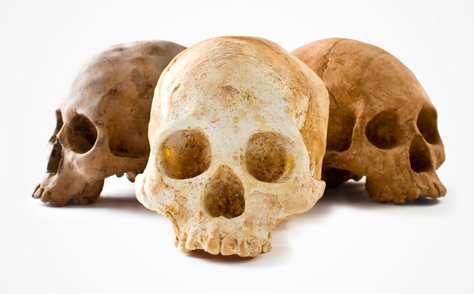 Life-Size Chocolate Skulls For The Morbid Chocolate Lover Life-Size Chocolate Skulls For The Morbid Chocolate Lover