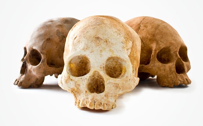 Life-Size Chocolate Skulls For The Morbid Chocolate Lover