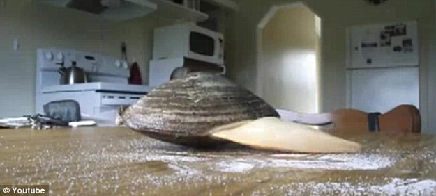 It Turns Out Clams Don't Like Salt After All [Viral Video ...