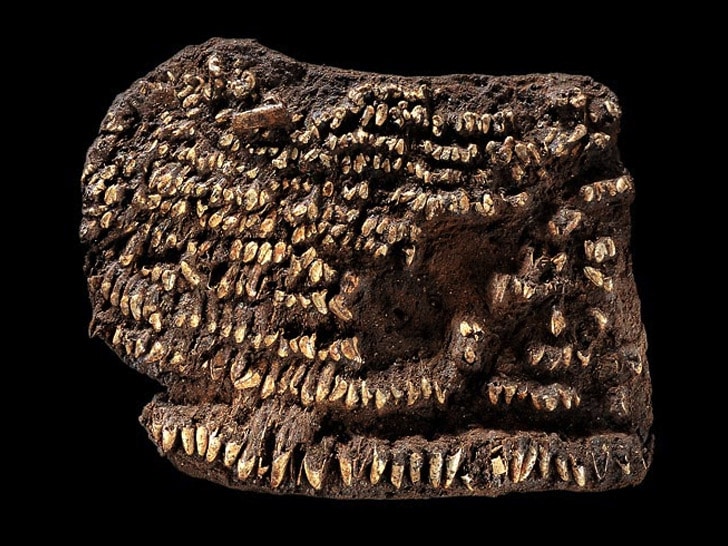 World’s Oldest Handbag: Decorated With Teeth Instead Of Diamonds World’s Oldest Handbag: Decorated With Teeth Instead Of Diamonds