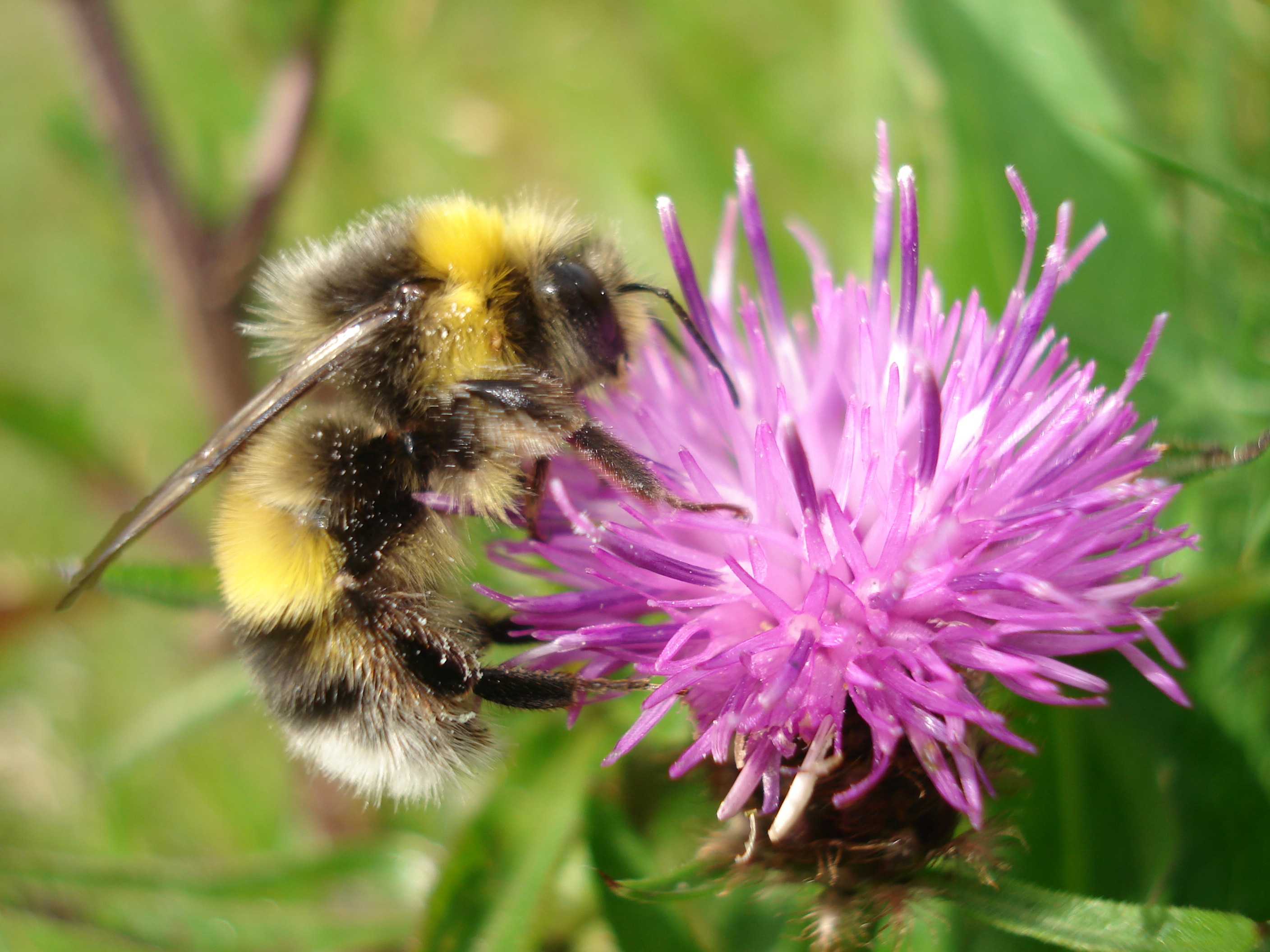 Buzz Pollination: Bumblebees Sing For Their Supper