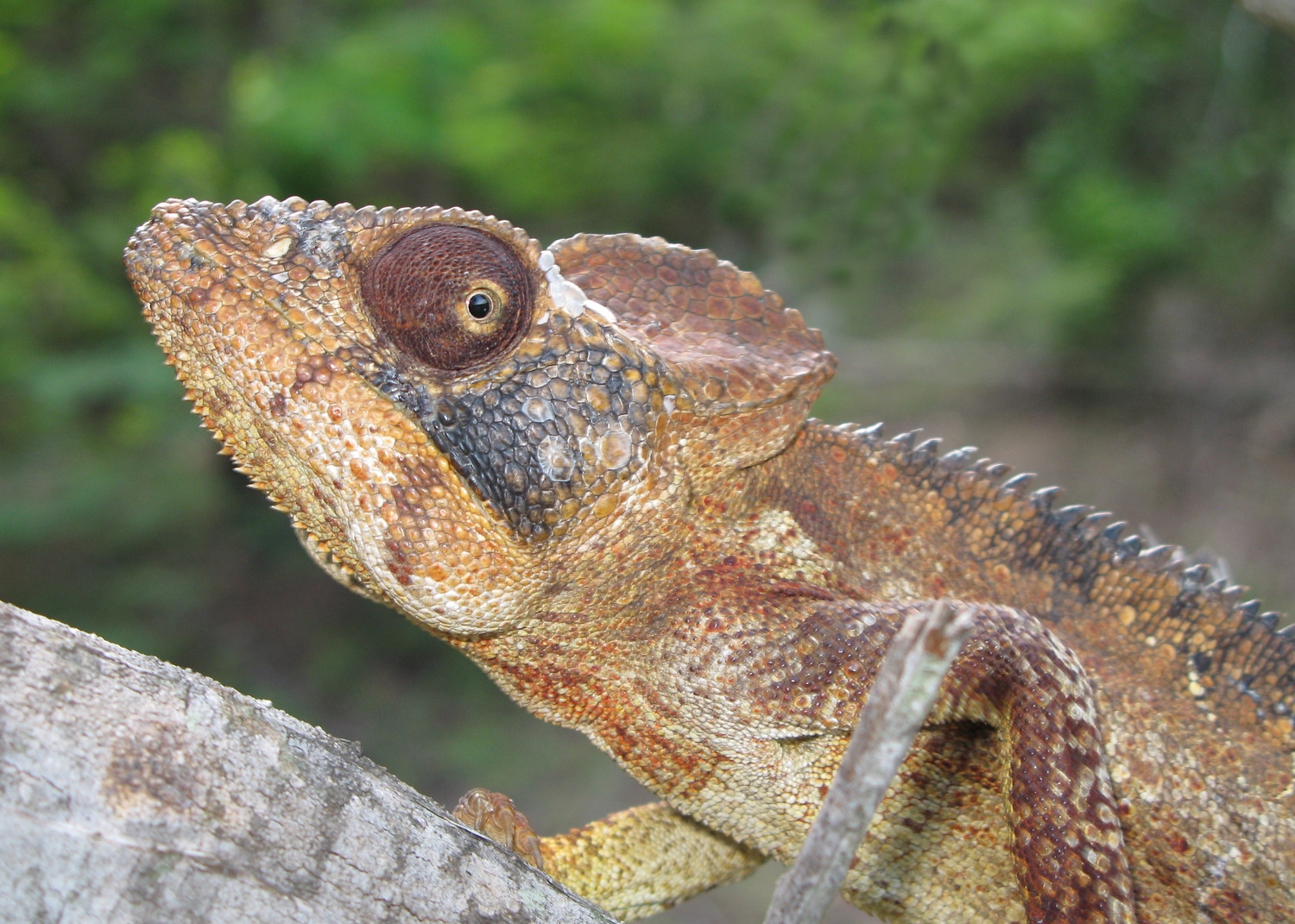 According To Stanford & Forbes: Successful Women Are Chameleons