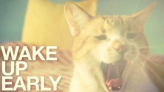 How To Live A Happy Life (According To A Cat)