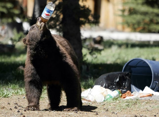 MyFitnessPal App: Helps Reduce Sugar & Calories In Your Diet