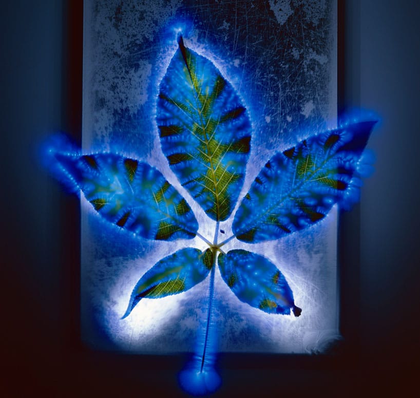 Electrocuted Flowers: Unusual Flower Pics Created Without A Camera