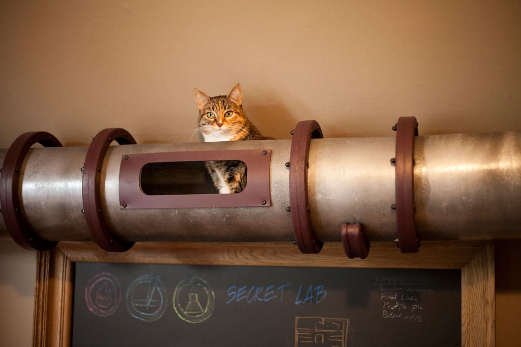 Creative Cat Transportation System For Your Home Office Creative Cat Transportation System For Your Home Office