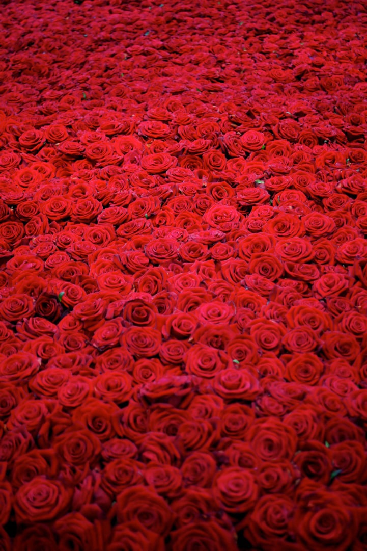 The Lifespan Of 10,000 Fresh Roses In 6 Dramatic Pictures The Lifespan Of 10,000 Fresh Roses In 6 Dramatic Pictures