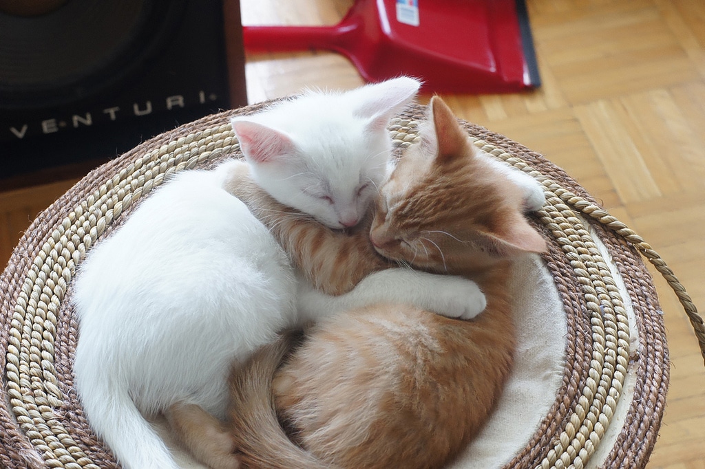 Talk Kitty To Me: A Caturday Dictionary For Kitten Lovers