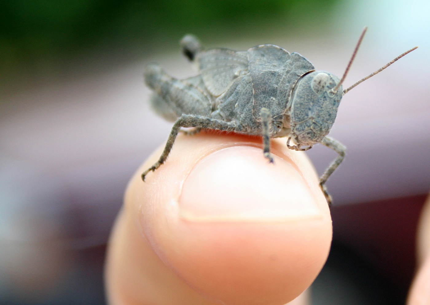 According To Science…Bugs Have Personalities Too