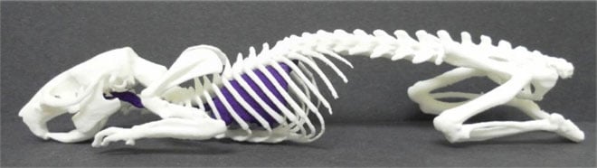 3D Printed Animal Skeleton Has Huge Implications For Human Medicine