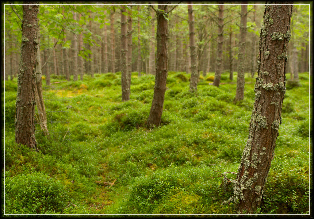 Researchers Find Walking In A Forest Really Can Ease Creative Block