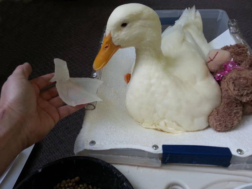Hurt Duck Walks Again With Snazzy New 3D Printed Webbed Foot Hurt Duck Walks Again With Snazzy New 3D Printed Webbed Foot