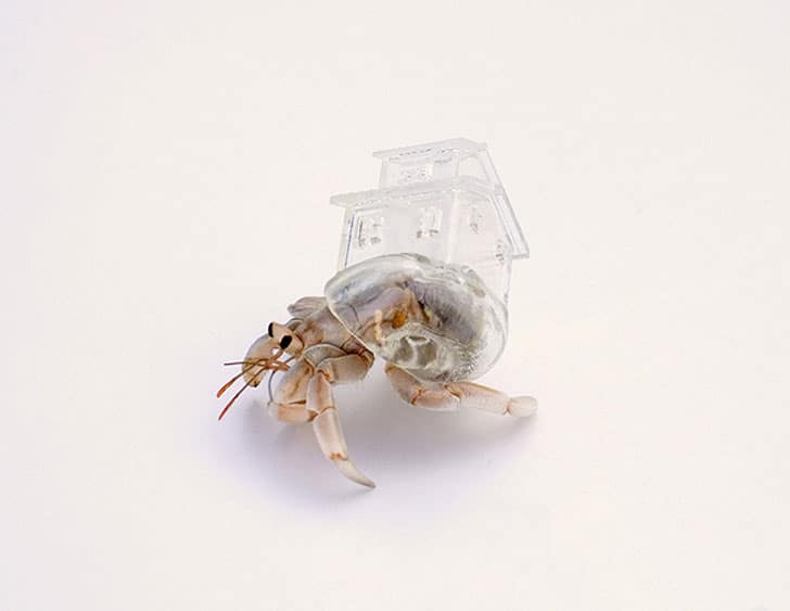 3D Printed Clear Hermit Crab Shells Inspired By Famous Architecture 3D Printed Clear Hermit Crab Shells Inspired By Famous Architecture