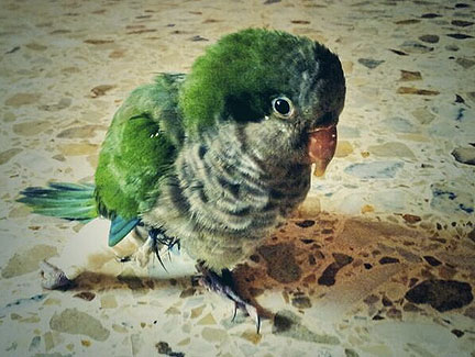 Brilliant Raspberry Pi Build That Is Like A Babysitter For Hurt Bird Brilliant Raspberry Pi Build That Is Like A Babysitter For Hurt Bird