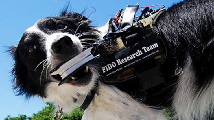 Wearable Computers For Rescue Dogs Will Help With Canine Communication Wearable Computers For Rescue Dogs Will Help With Canine Communication