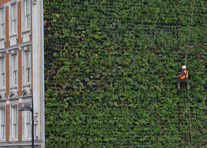 London’s Largest Living Wall Is Also A Sustainable Drainage System London’s Largest Living Wall Is Also A Sustainable Drainage System