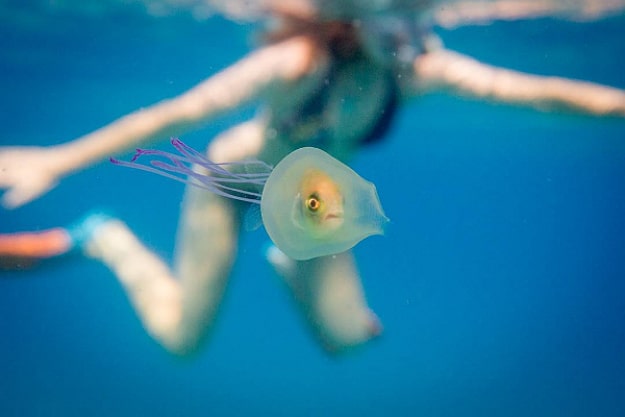 Fish Accidently Gets Trapped Inside A Jellyfish And Takes Control Fish Accidently Gets Trapped Inside A Jellyfish And Takes Control