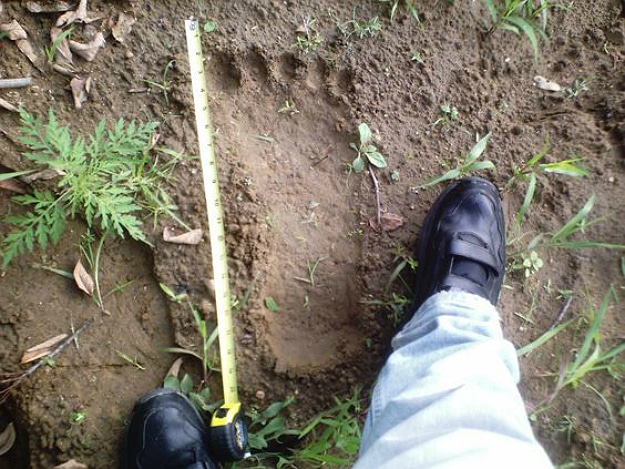 9 Reasons Why Bigfoot Still Exists 9 Reasons Why Bigfoot Still Exists