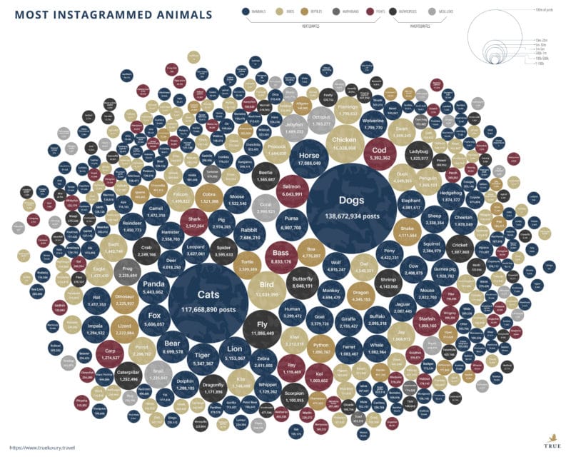 Most Instagrammed Animals – Can You Guess? [Infographic] | Bit Rebels