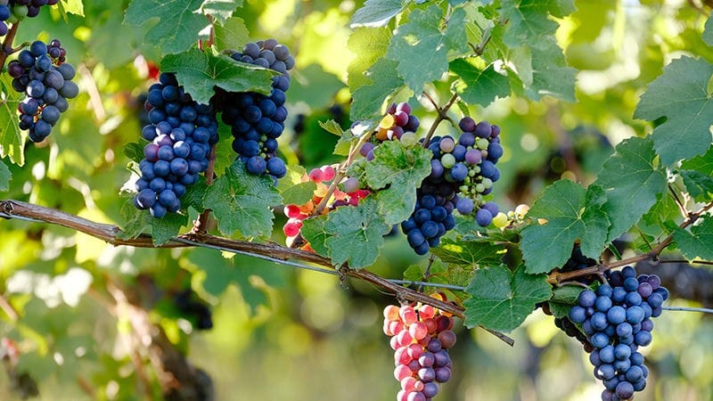 Spotlight On Pinot Noir – The Delicate Red Spotlight On Pinot Noir – The Delicate Red