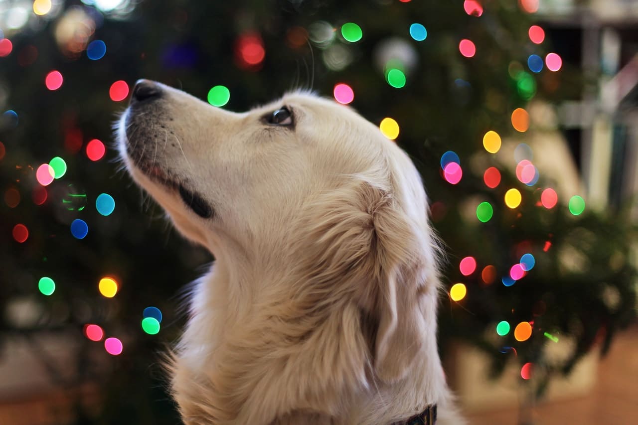 Fun Things To Do With Your Dog This Christmas Time