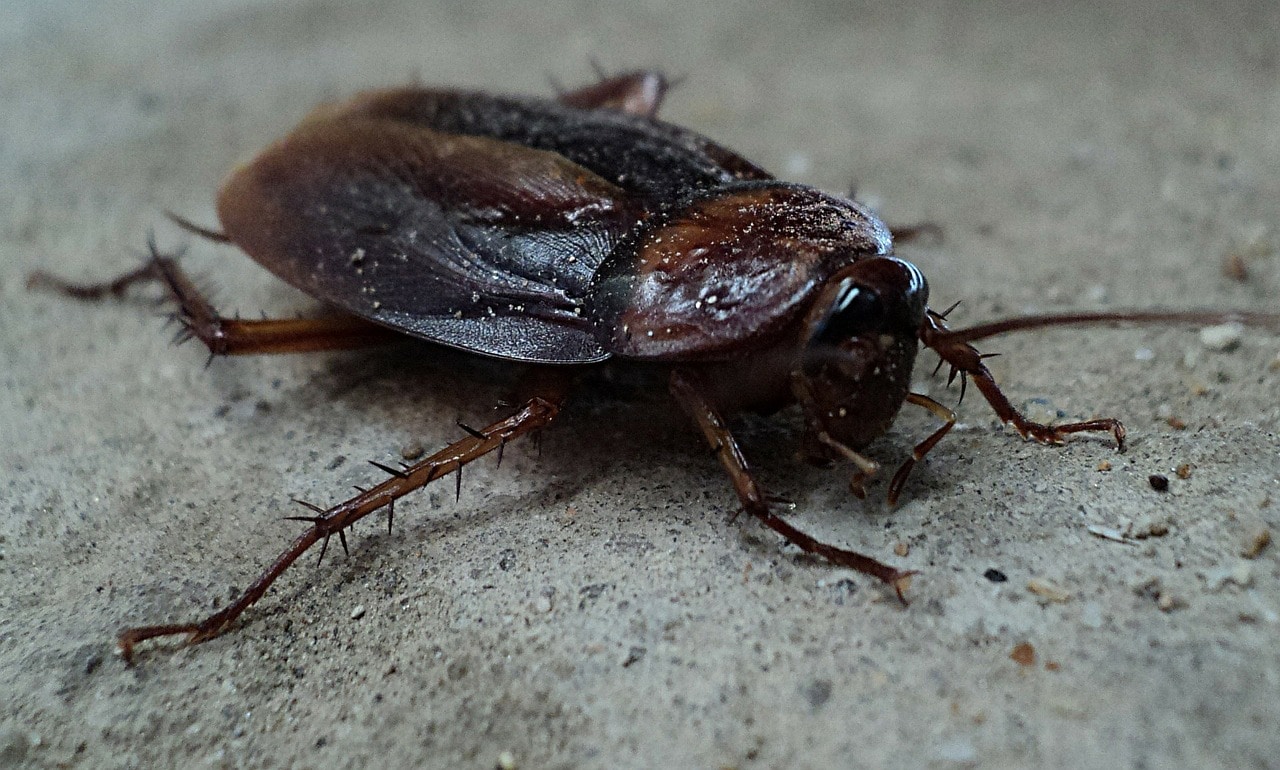 Pests Around Your House That You Must Always Be On The Lookout For Pests Around Your House That You Must Always Be On The Lookout For