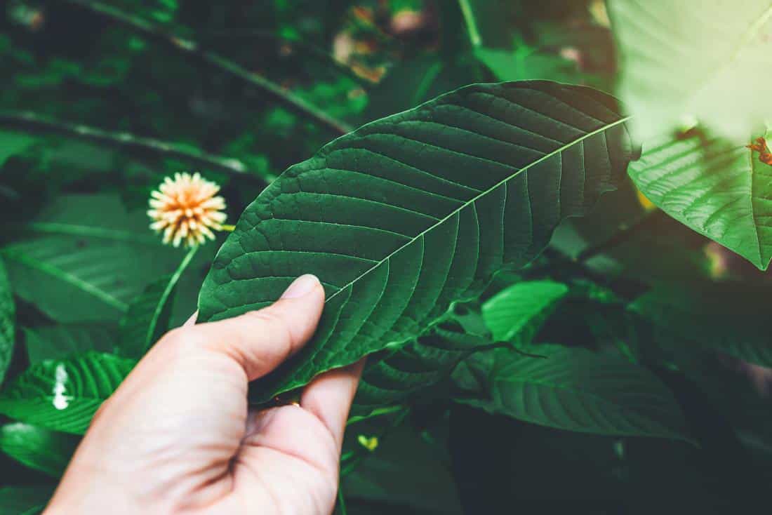 CBD Kratom Comparison Header Image
