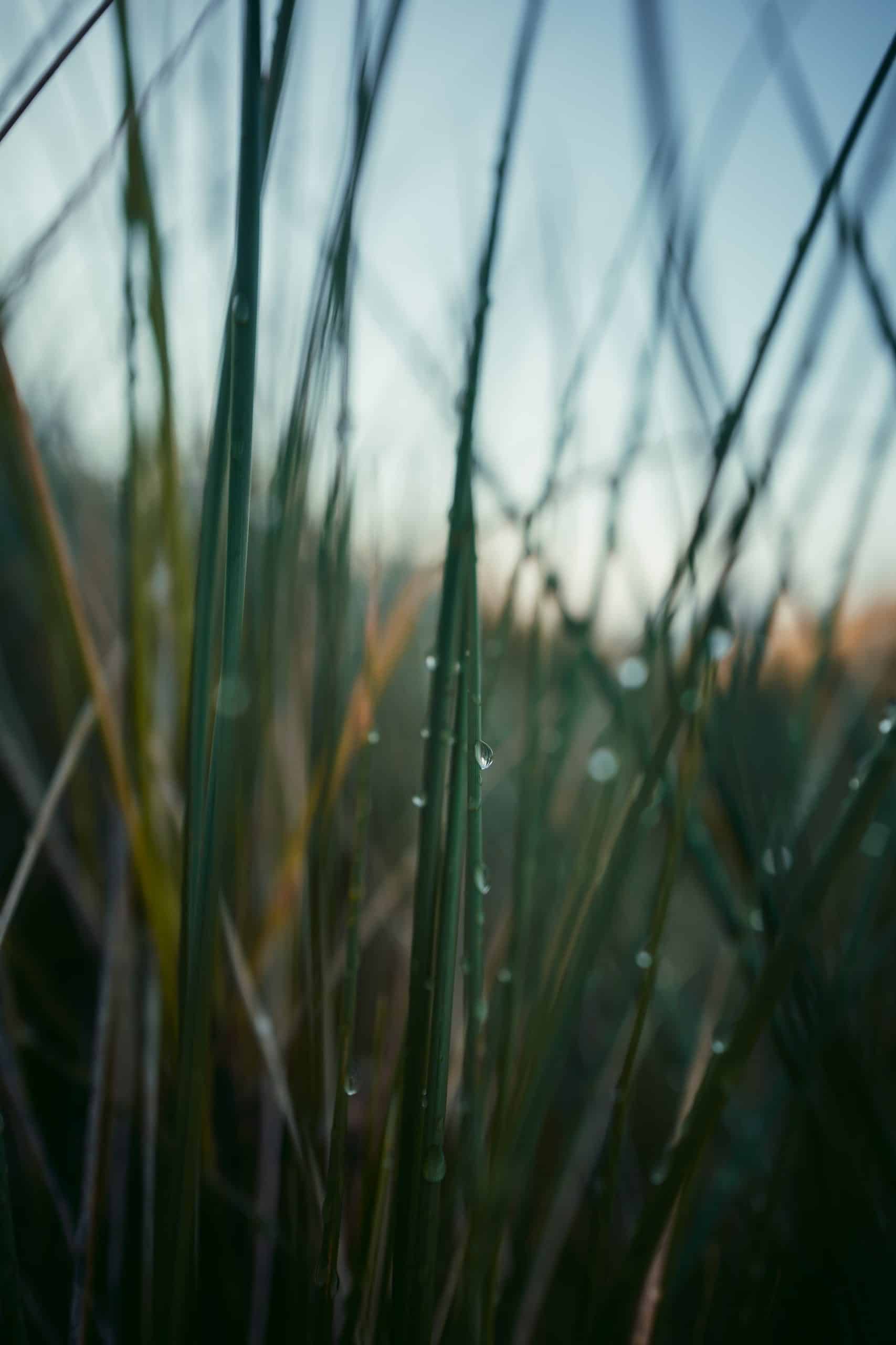 Benefits Worm Casting Article Image