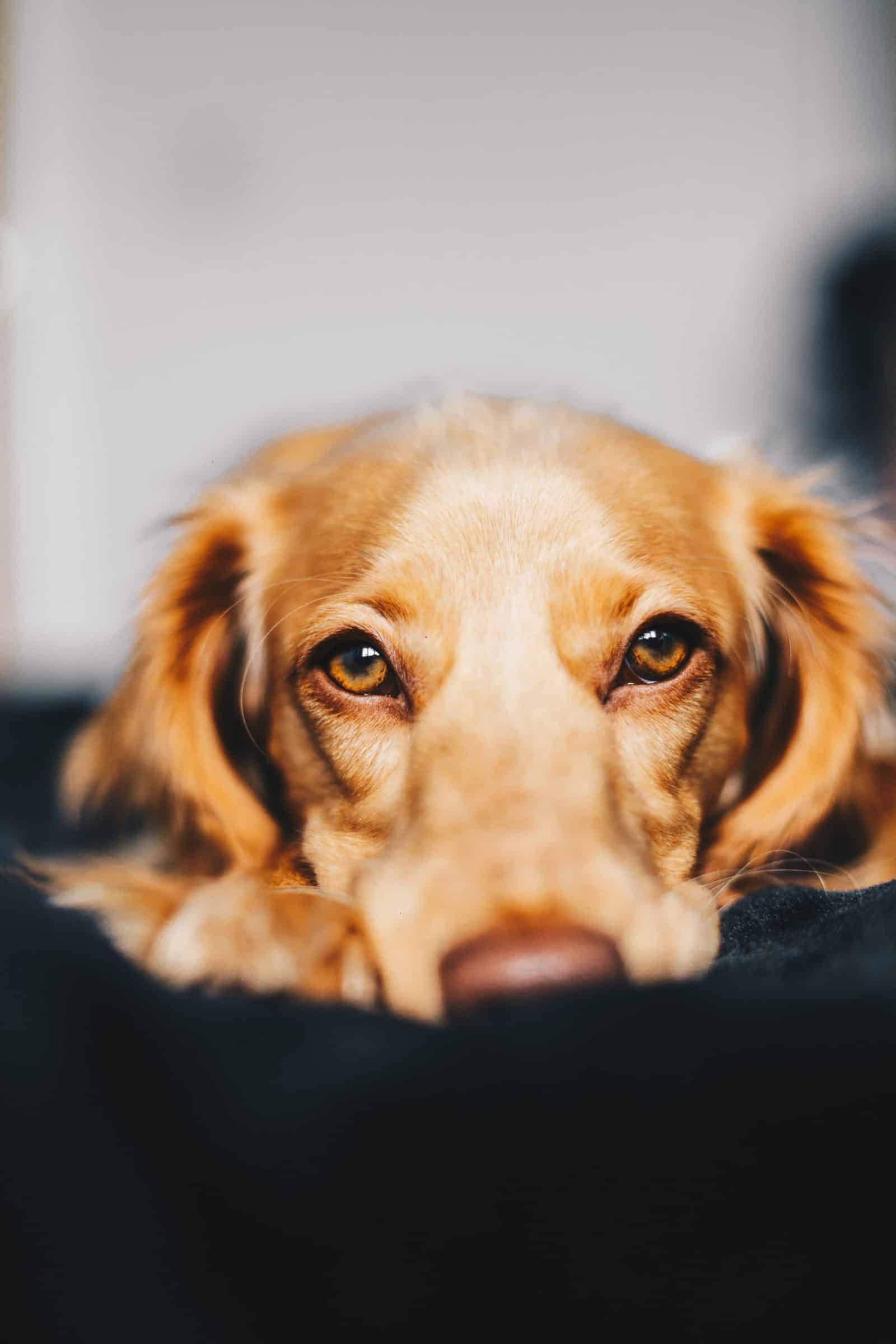 7 Ways To Ease Your Dog's Arthritis Pain Bit Rebels
