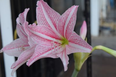 Plant Indoor Hippeastrum Flowers Lifestyle Image1