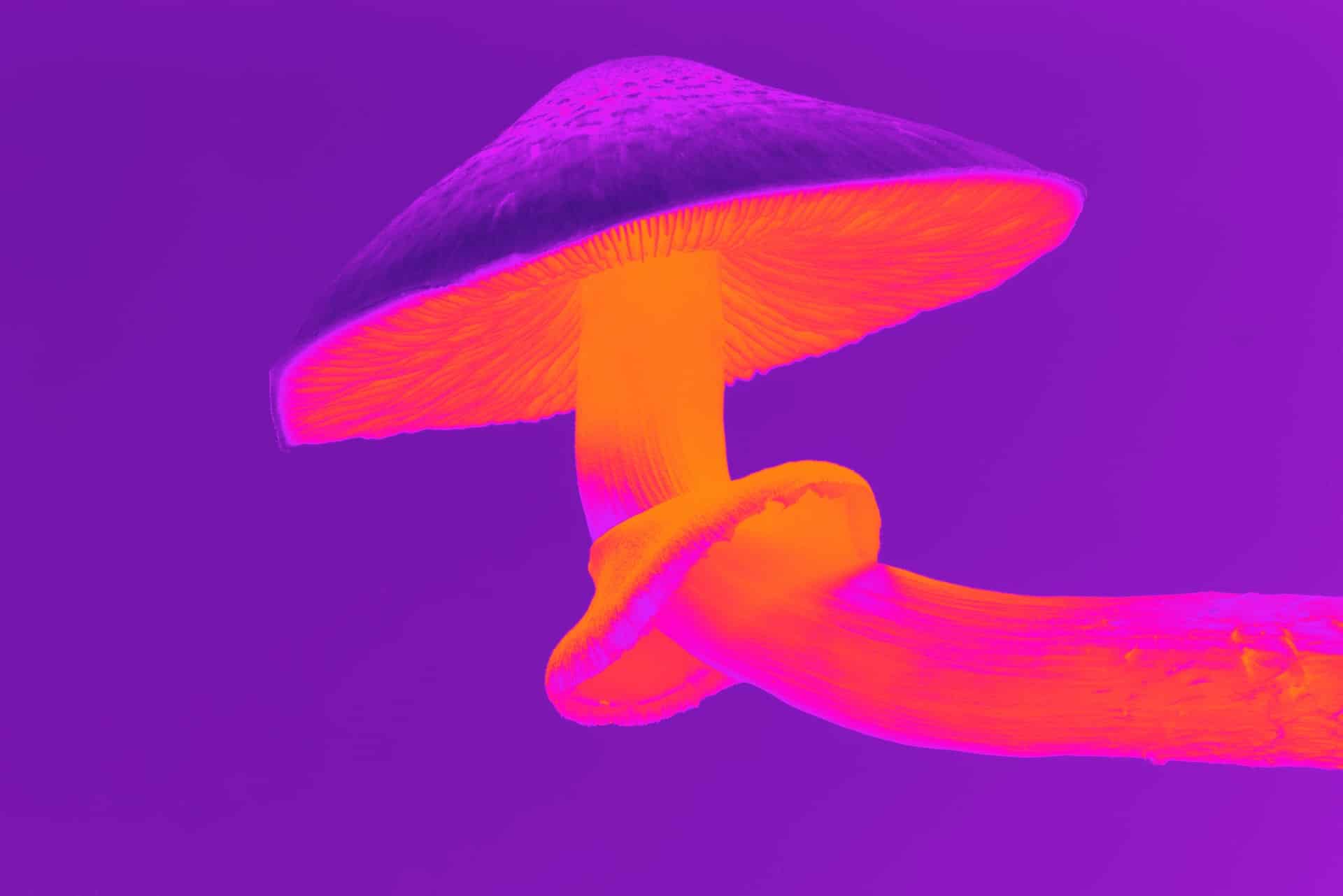 Magic Mushrooms Facts Header Image