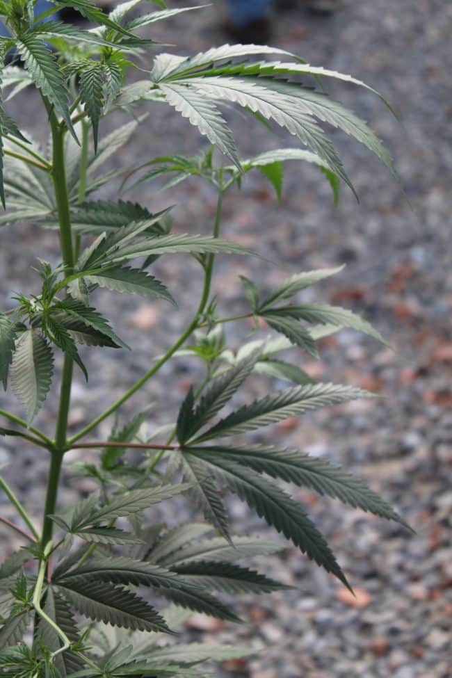 Beginner’s Guide To CBD Hemp Flower How To Use HighCBD Buds Bit Rebels