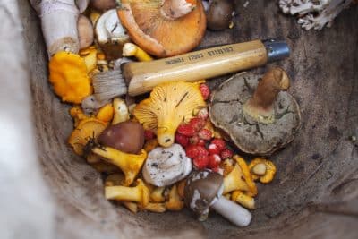 Mushrooms And Medical Plants Healthy Image1