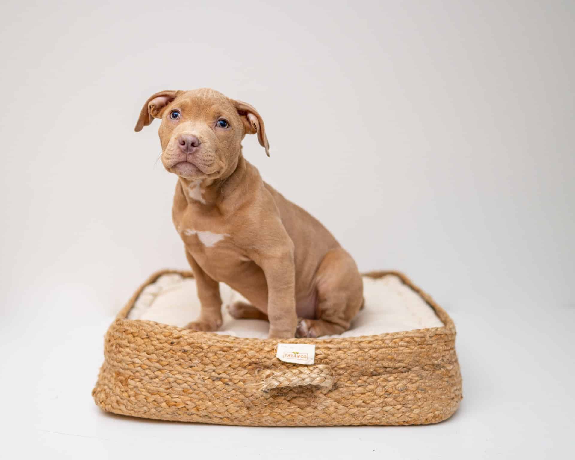 Wash Dog Bed Guide Header Image