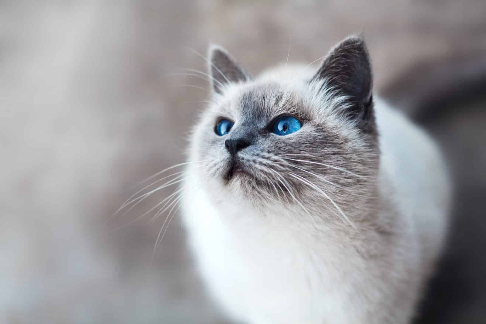 Best Cat Breeds Suitable For Kids And The Entire Family Bit Rebels