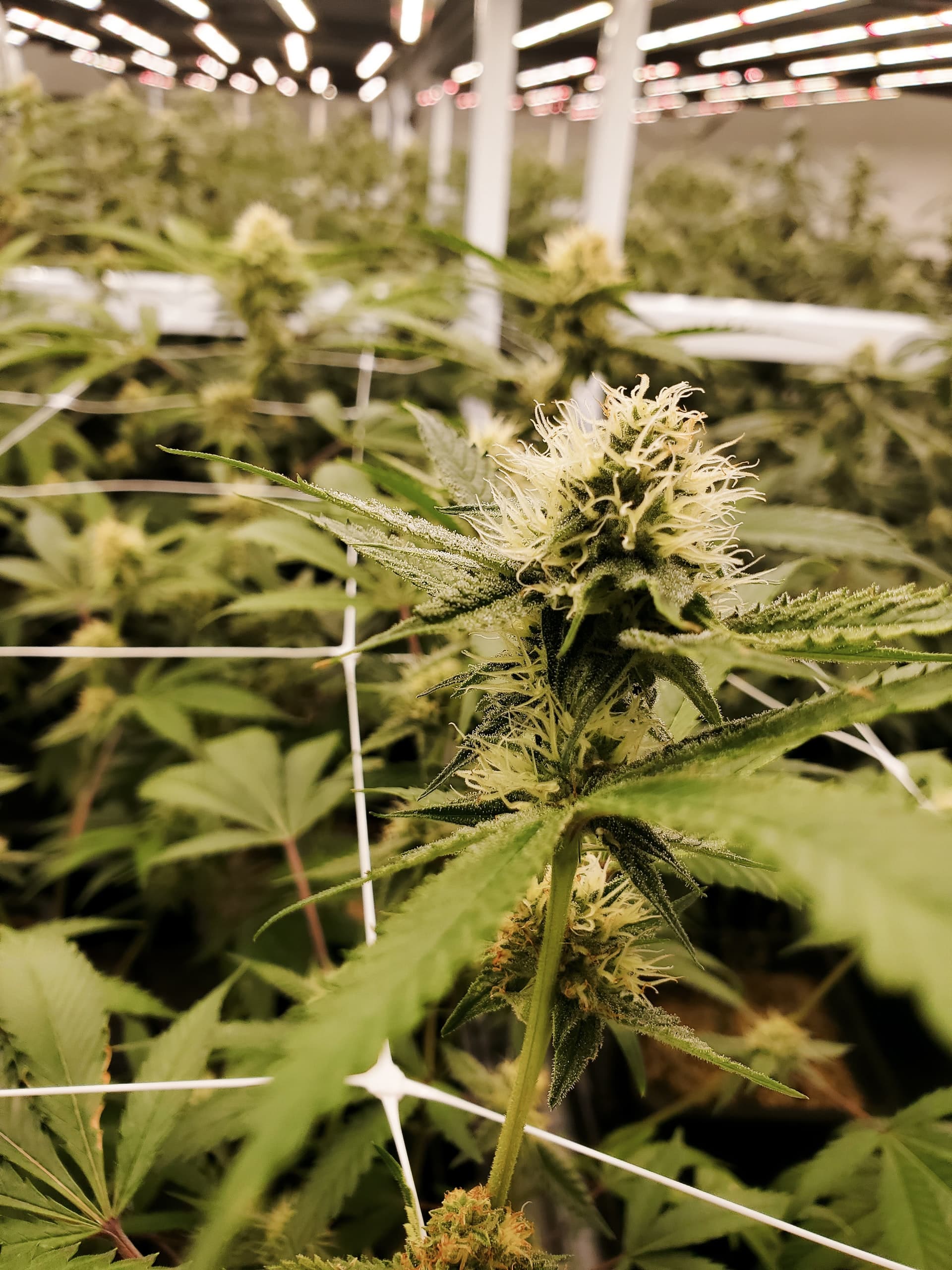 Types THC Delta-8 Article Image