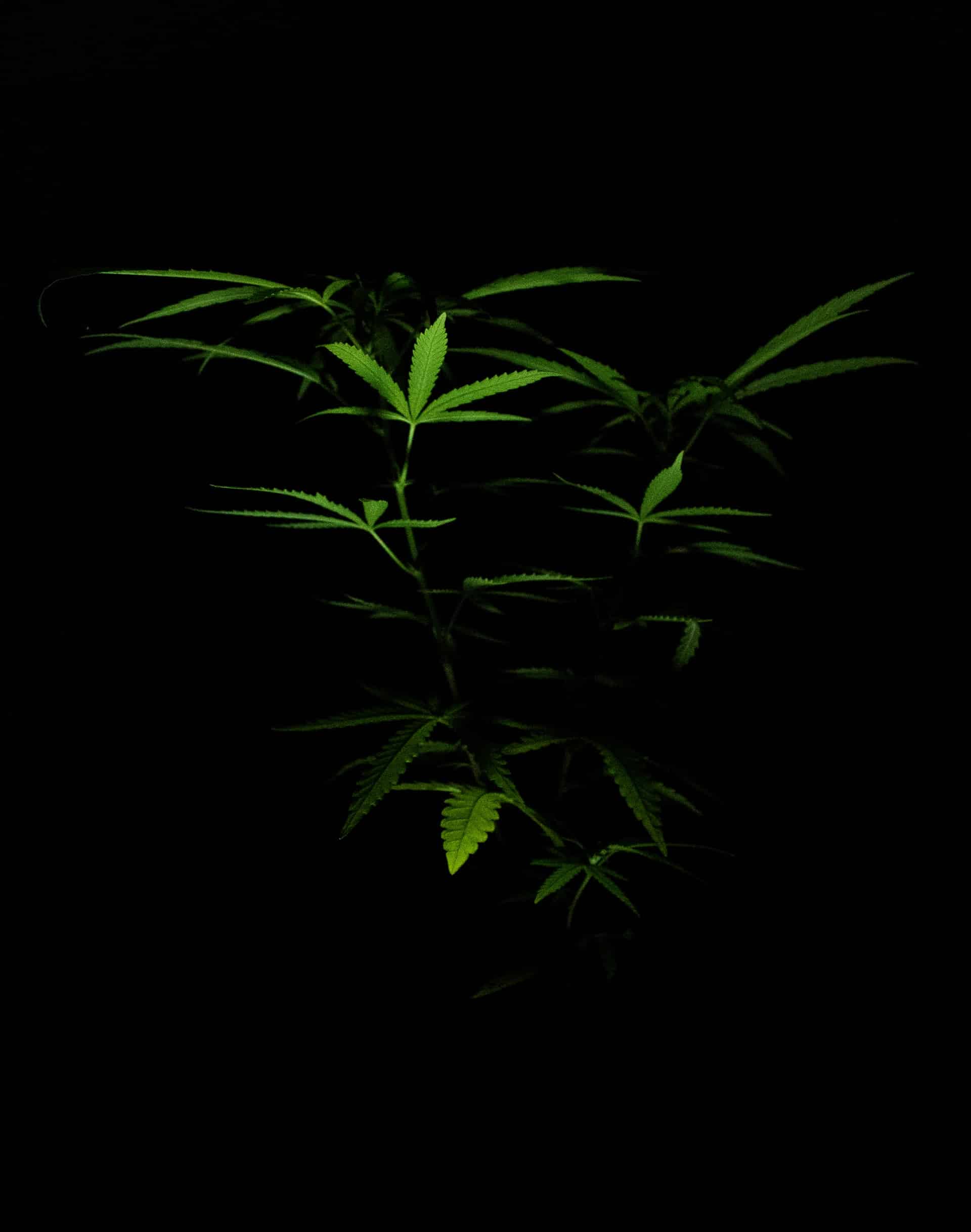 Tips Care Marijuana Plants Article Image