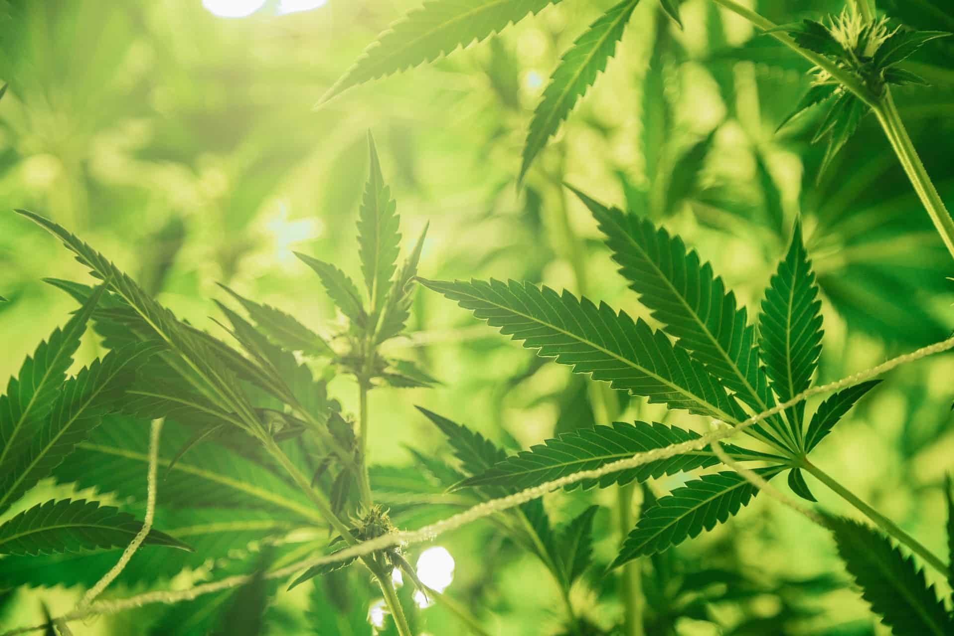 Tips Care Marijuana Plants Header Image