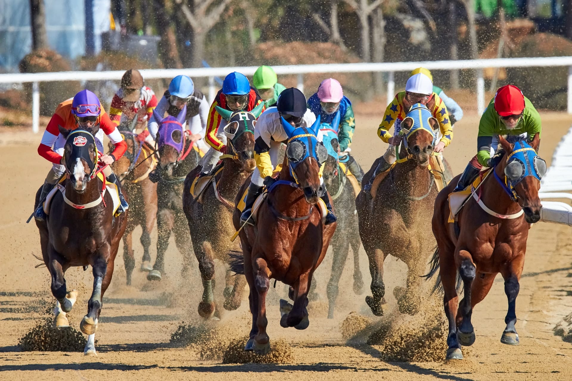 Belmont Stakes 2022 Favourites Header Image