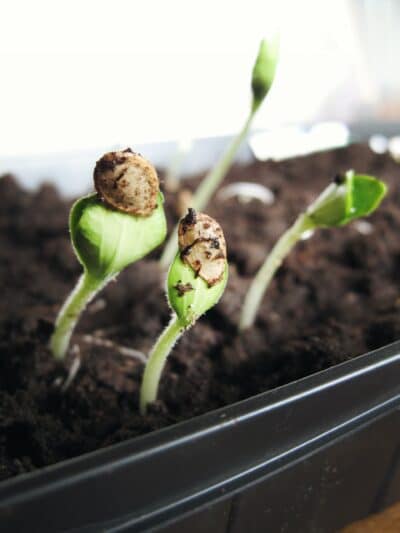Benefits Hemp Seeds Article Image