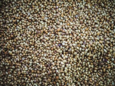 Benefits Hemp Seeds Header Image