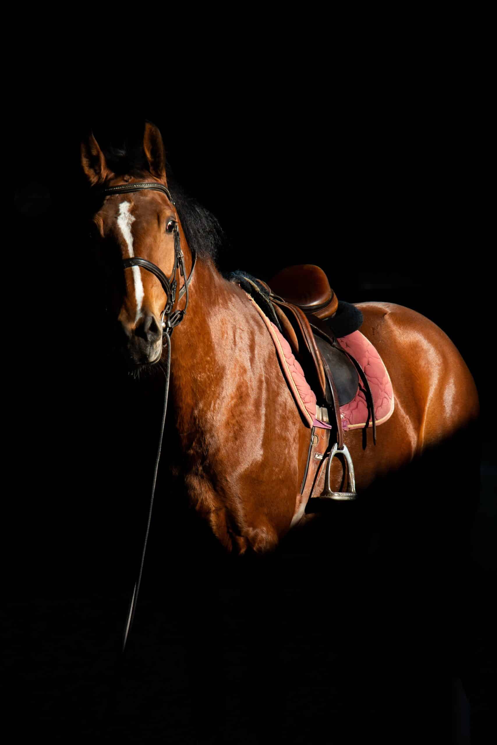 Horse Racing App Article Image