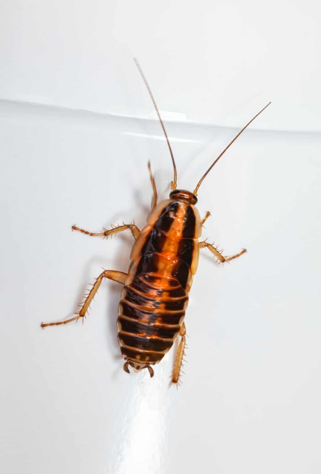 Importance Regular Pest Inspections Homeowners Importance Regular Pest Inspections Homeowners