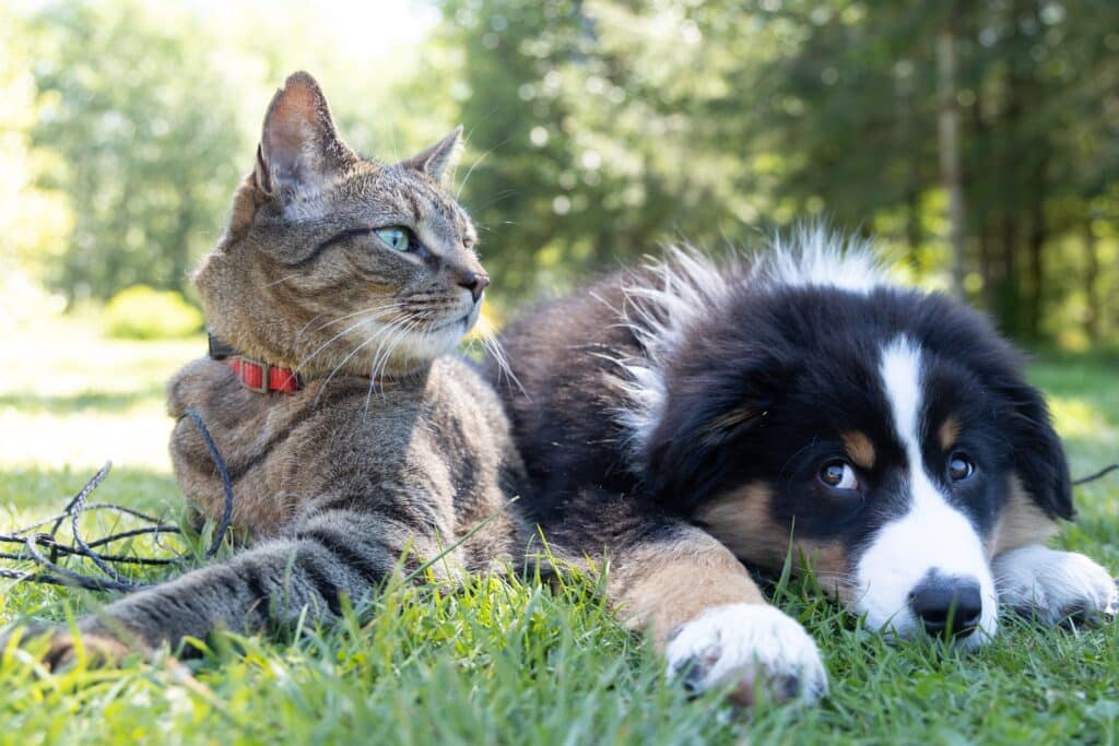 What Are The Positive Lifestyle Benefits Of Owning And Loving A Pet? What Are The Positive Lifestyle Benefits Of Owning And Loving A Pet?